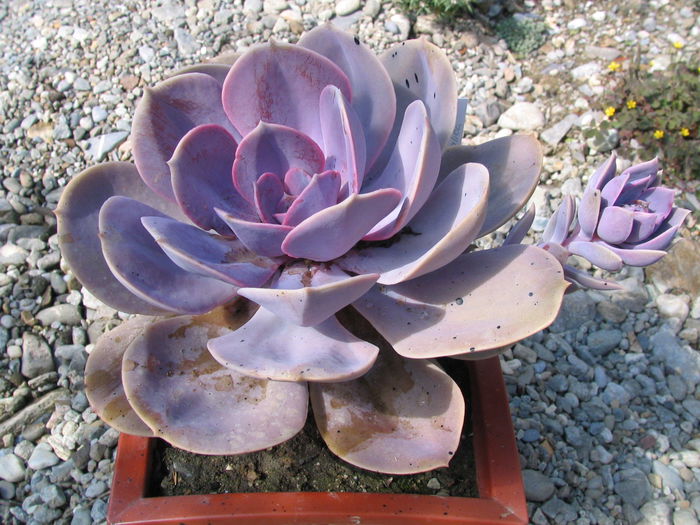 Echeveria gibbiflora cv. 'metalica' - Genul Echeveria