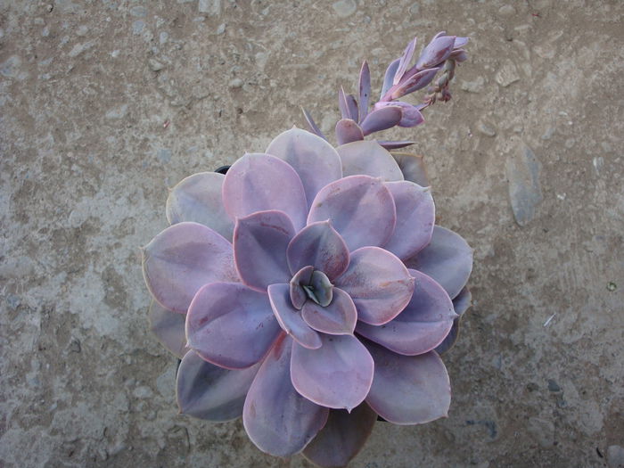 Echeveria gibbiflora cv. 'metalica' - Genul Echeveria