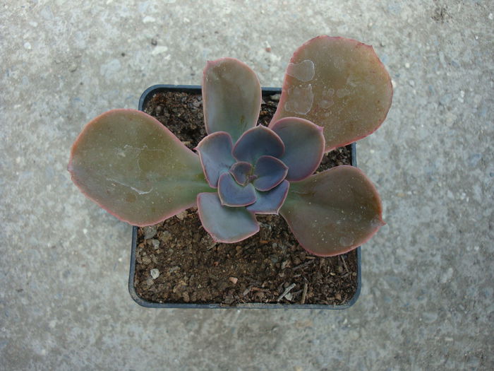 Echeveria gibbiflora DC.1828