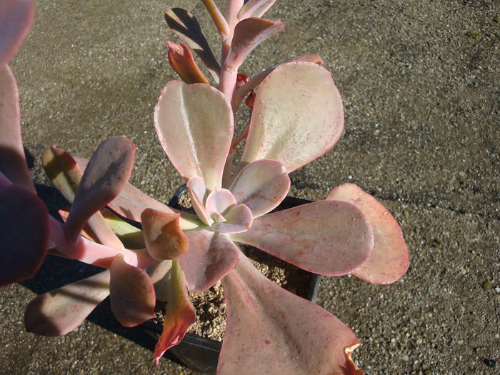 Echeveria gibbiflora DC.1828 - Genul Echeveria