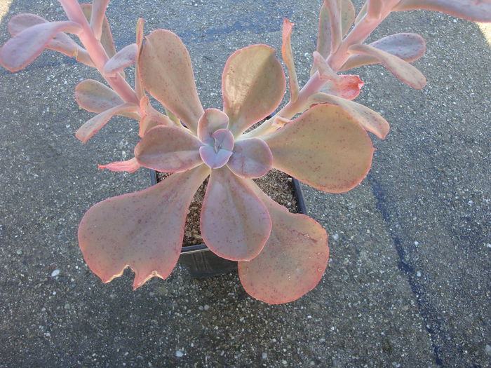 Echeveria gibbiflora DC.1828 - Genul Echeveria