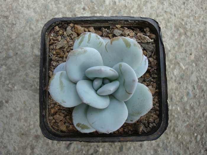 Echeveria laui Moran & J.Meyrán 1976 - Genul Echeveria