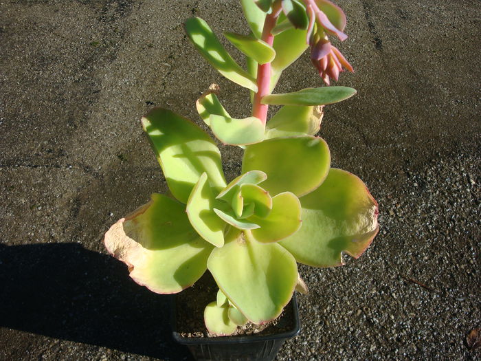 Echeveria pallida E.Walther 1938 - Genul Echeveria