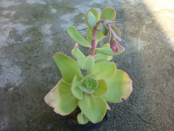 Echeveria pallida E.Walther 1938