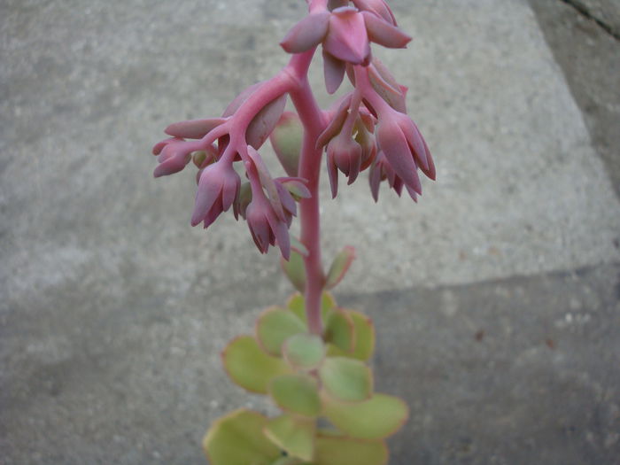 Echeveria pallida E.Walther 1938 - Genul Echeveria