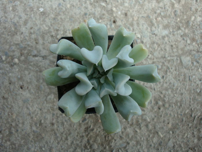 Echeveria runyonii cv. 'Topsy-Turvy' - Genul Echeveria