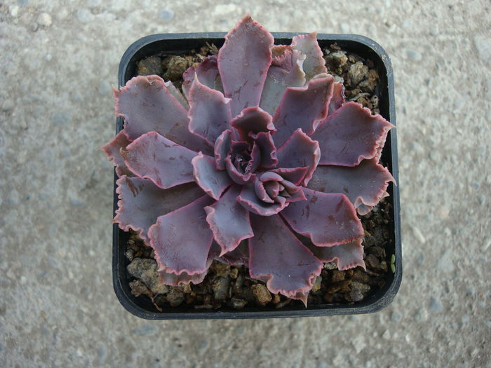 Echeveria shaviana 'rubra' - Genul Echeveria