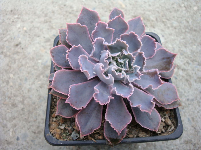 Echeveria shaviana 'rubra'