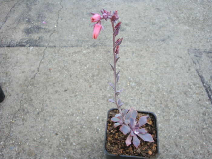 Echeveria shaviana 'rubra' - Genul Echeveria