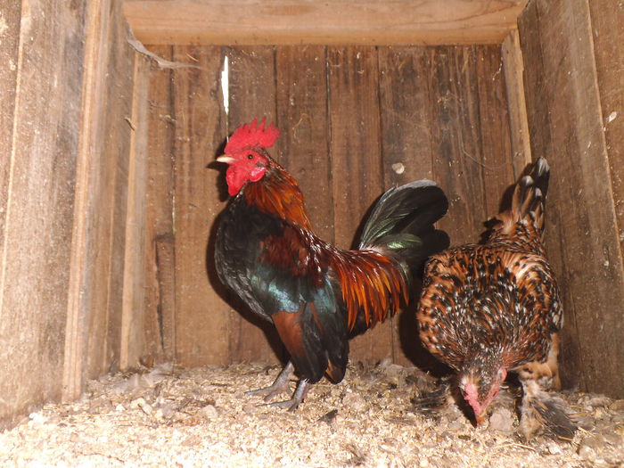 noua achizitie-cocos chabo 2014 - gainile mele pitice