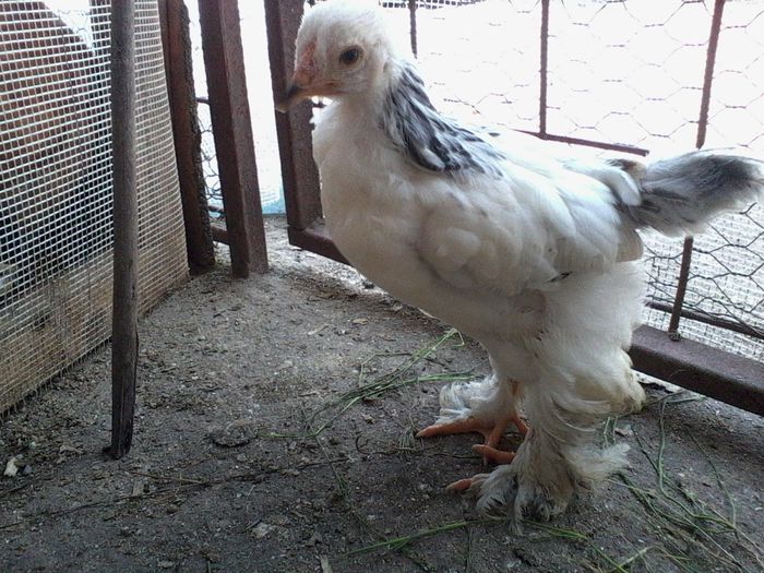 Brahma h deschis