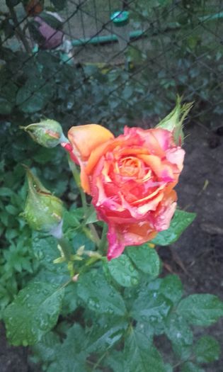 20150927_190101 - Copy