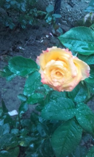 20150927_190125 - Copy