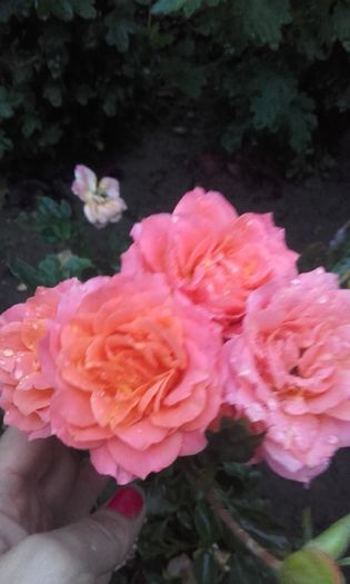 20150927_190339