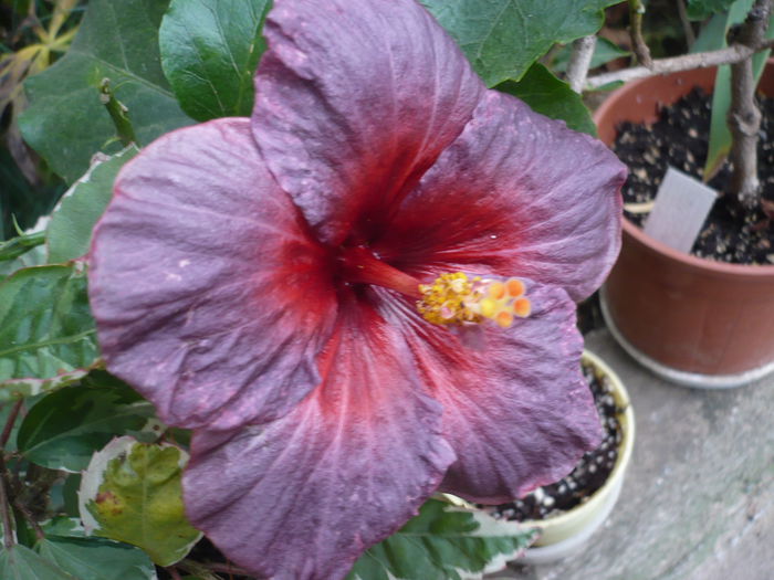 Persephone