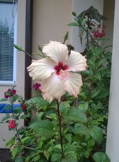 WP_20150927_024mod - Hibiscusi