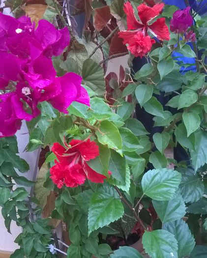 WP_20150927_023mod - Hibiscusi