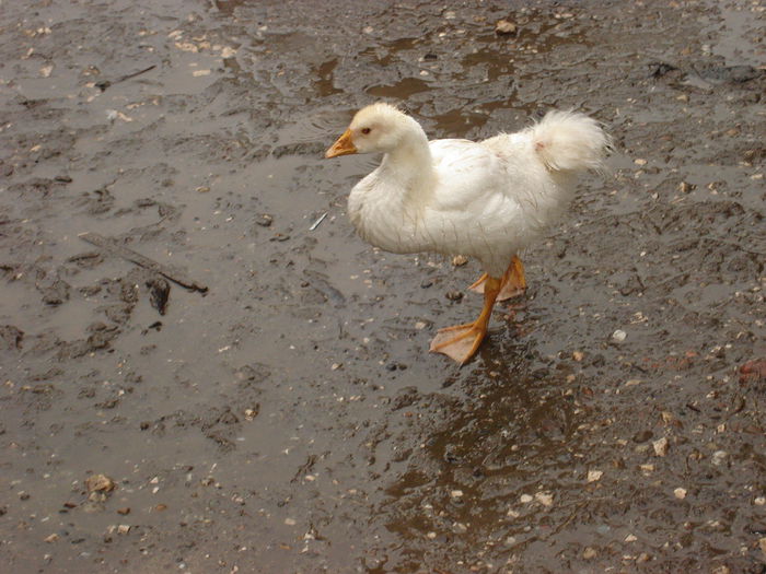 DSC00421 boboc  de la Pop 77