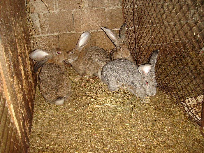 DSC00360 - Iepuri  tineret 2015