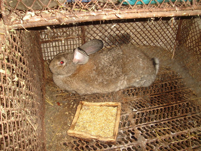 DSC00390 - Iepuri  tineret 2015