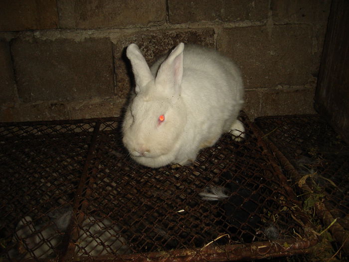 DSC00392 - Iepuri  tineret 2015