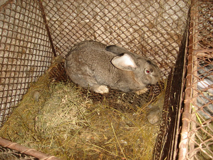 DSC00411 - Iepuri  tineret 2015