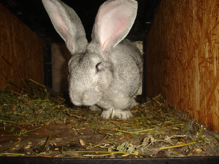 DSC00481 - Iepuri  tineret 2015