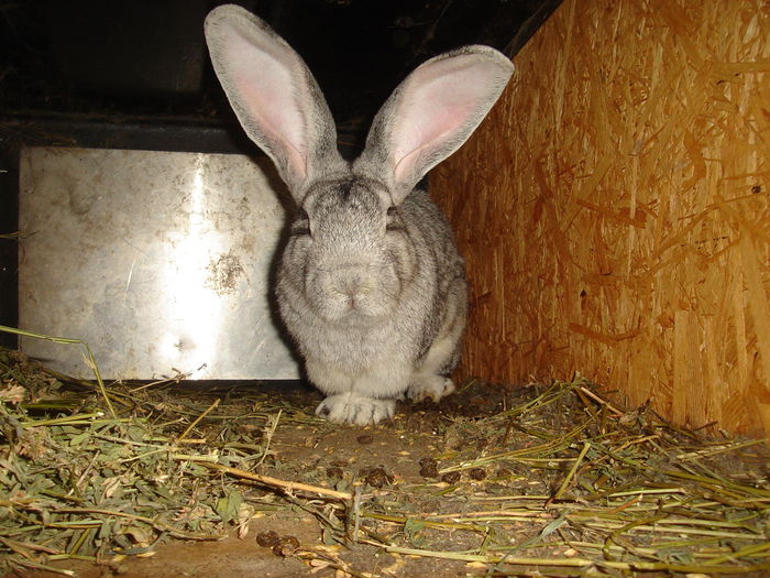 DSC00490 - Iepuri  tineret 2015