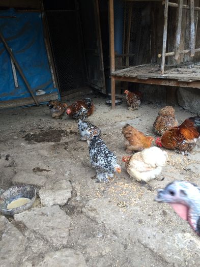 image - Cochinchina pitic 2015