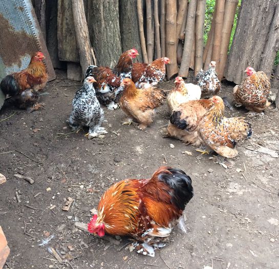 image - Cochinchina pitic 2015