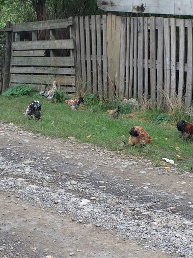image - Cochinchina pitic 2015