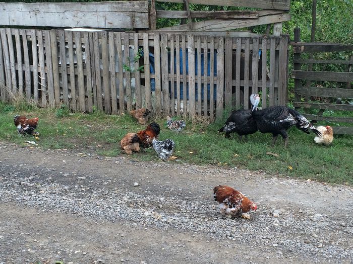 image - Cochinchina pitic 2015