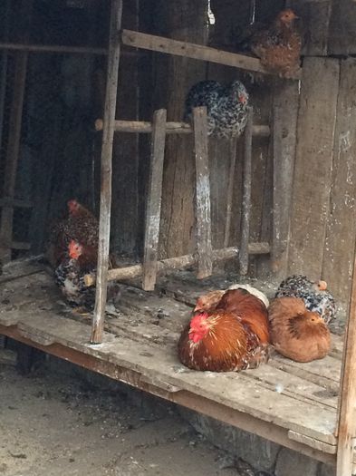 image - Cochinchina pitic 2015