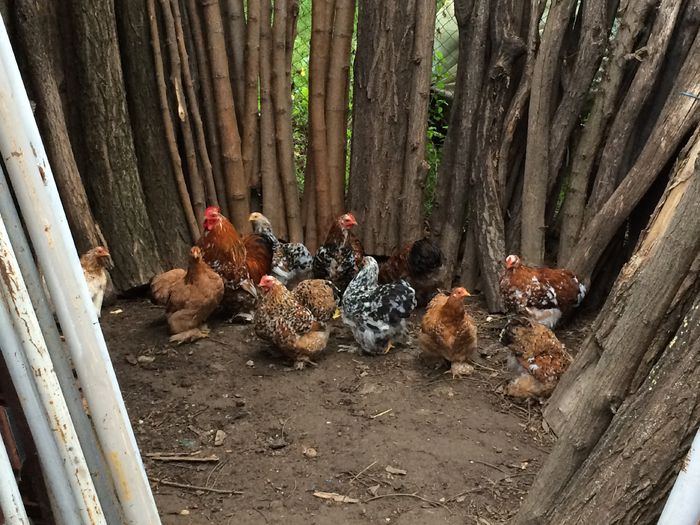image - Cochinchina pitic 2015