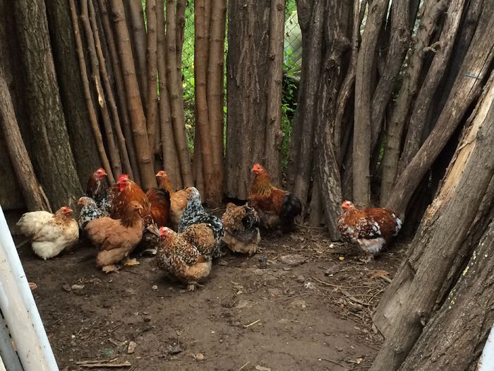 image - Cochinchina pitic 2015