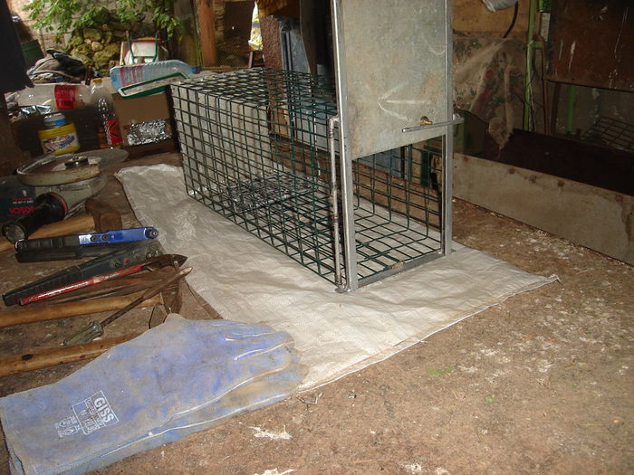 DSC00342 toate 5 poze