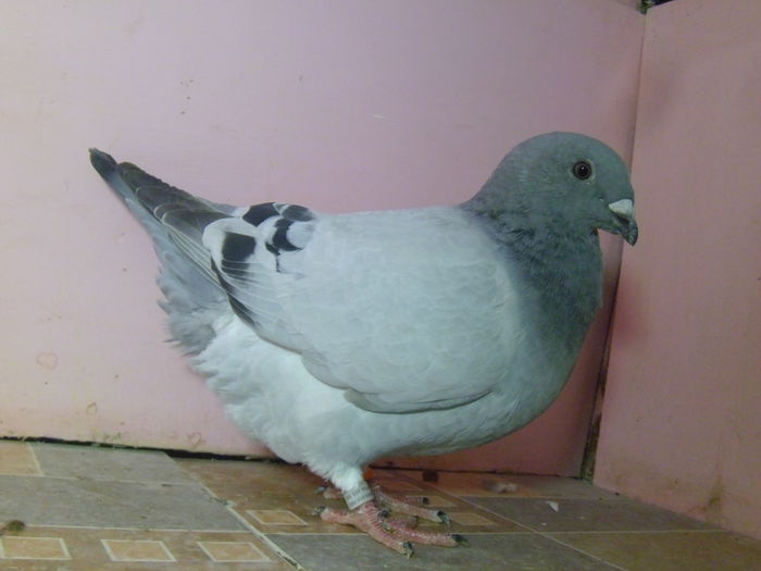 VINDUTA