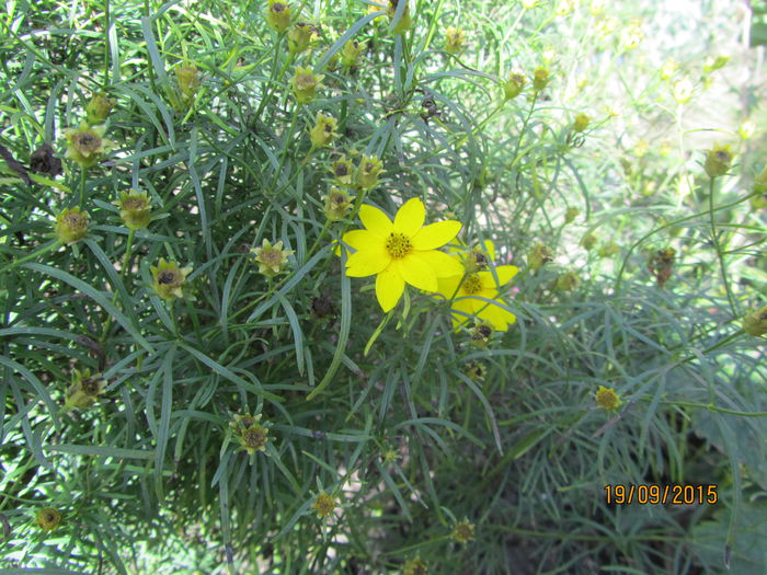 Coreopsis