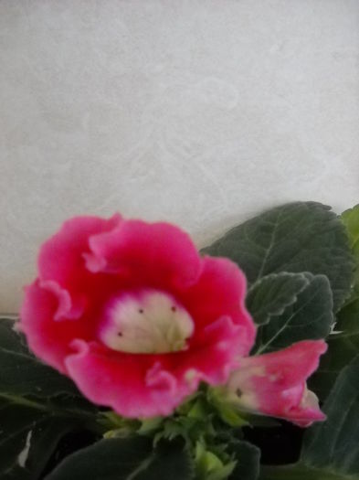 227 - 1GLOXINIA-2015