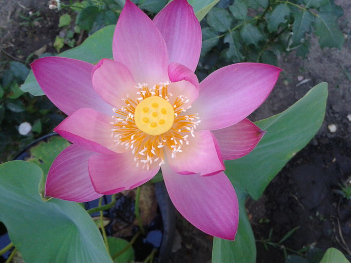 2015-08-13 07.13.13 - Floare de lotus 2014-2015