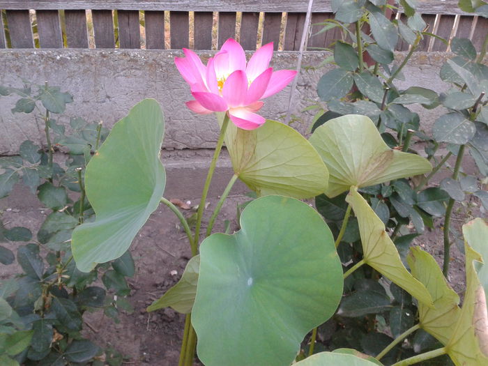 2015-08-13 07.13.20 - Floare de lotus 2014-2015