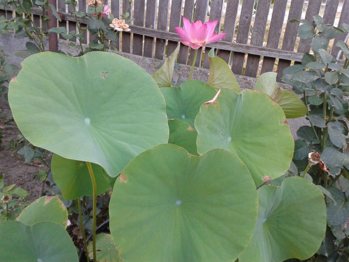 2015-08-13 07.13.26 - Floare de lotus 2014-2015