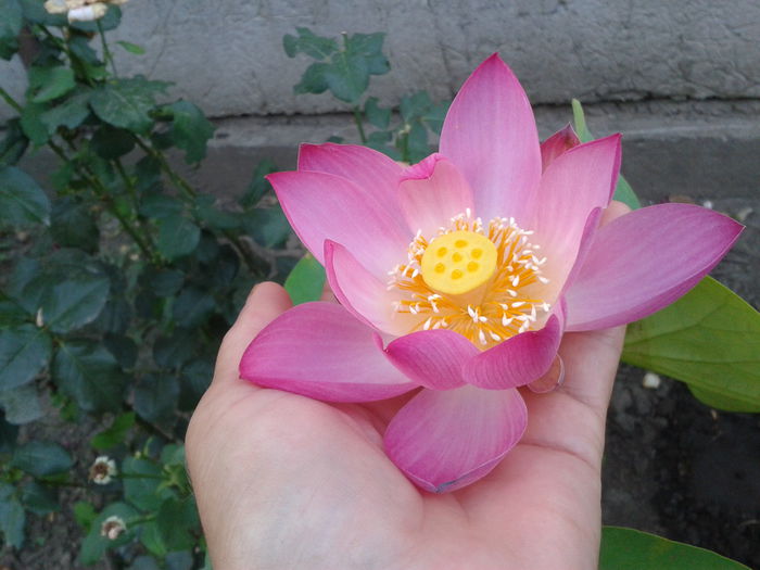 2015-08-13 07.14.08 - Floare de lotus 2014-2015