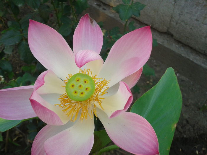 2015-08-15 08.51.53 - Floare de lotus 2014-2015