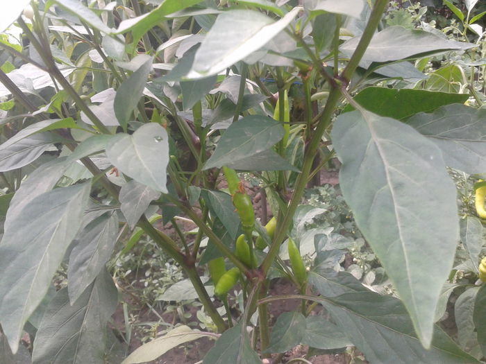 2015-07-31 12.01.52 - Roade bogate 2015