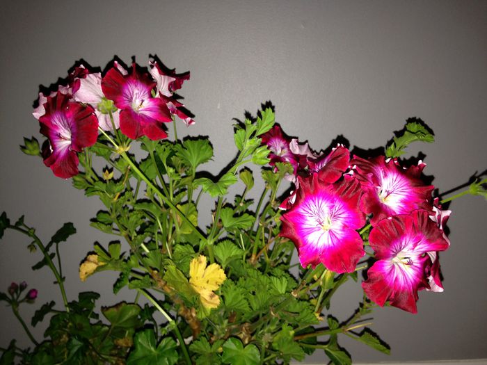 28 sept. 2015 - Pelargonium