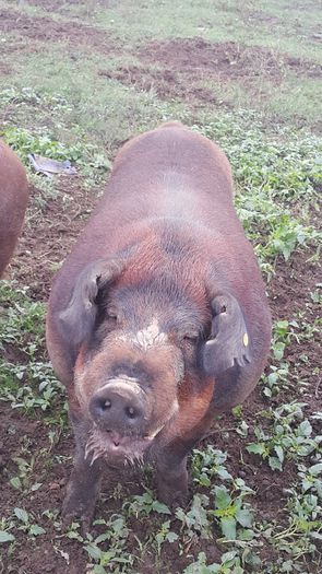 20150928_123236 - Vier Duroc