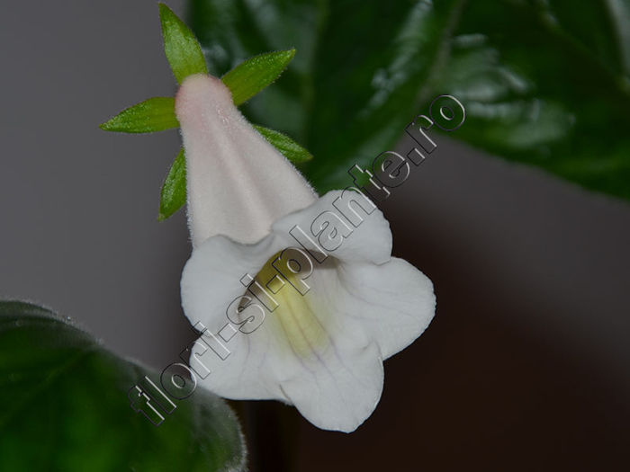 NEW 2015 - Sinningia Luci s Moonstone - GLOXINIA_SINNINGIA - Hibrizii mei -My hybrids