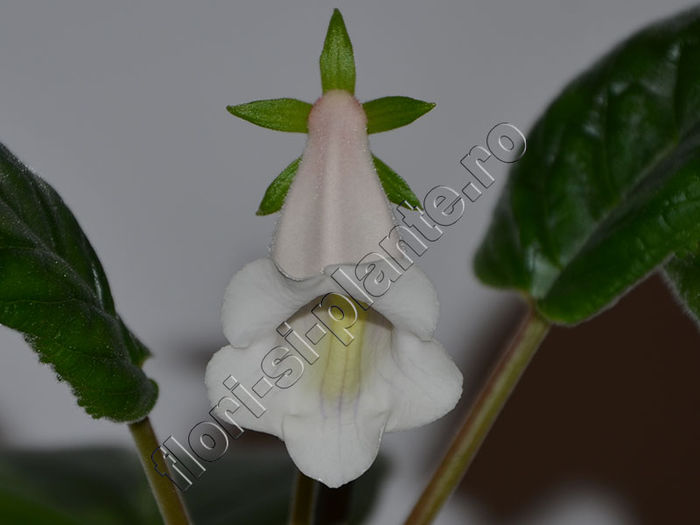 Nume poza:  NEW 2015 - Sinningia Luci s Moonstone - GLOXINIA_SINNINGIA - Hibrizii mei -My hybrids