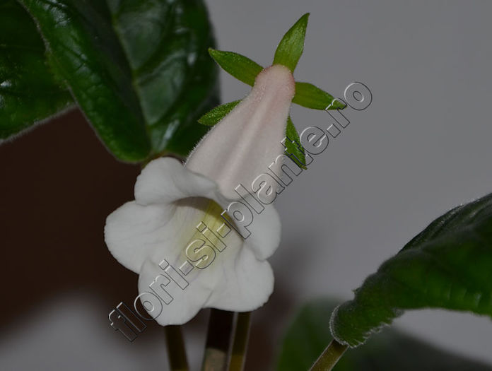 Nume poza:  NEW 2015 - Sinningia Luci s Moonstone - GLOXINIA_SINNINGIA - Hibrizii mei -My hybrids